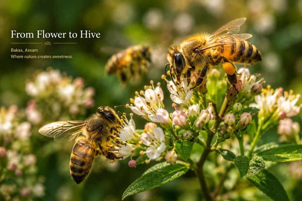 Honeybees collecting nectar from flowers in Baksa Assam
