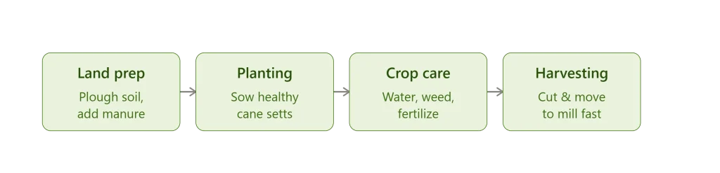 sugarcane process steps