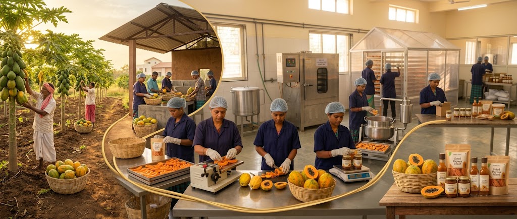 Bemetara papaya farm to market process
